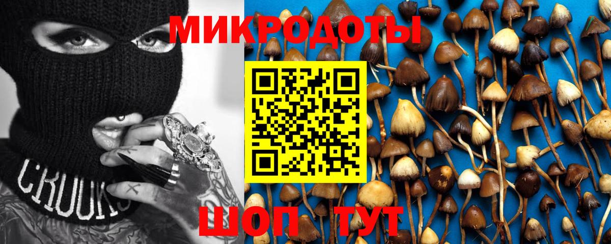 Псилоцибиновые грибы Psilocybe  Псилоцибиновые грибы прущие грибы  Кингисепп  Вход с VPN 